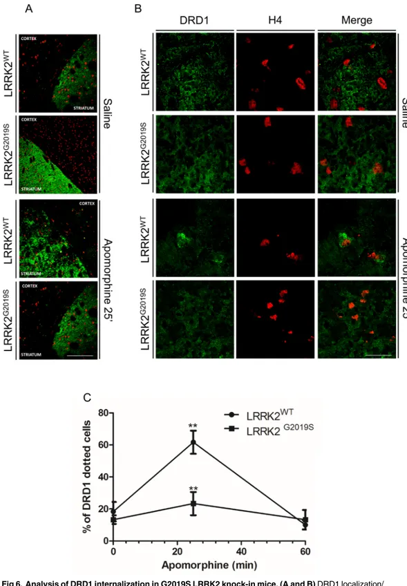 Fig 6. Analysis of DRD1 internalization in G2019S LRRK2 knock-in mice. (A and B) DRD1 localization/ internalization at low (A) and high magnification (B) upon 25 minutes of saline (saline) or apomorphine treatment (apomorphine) of G2019S LRRK2 knock-in mic