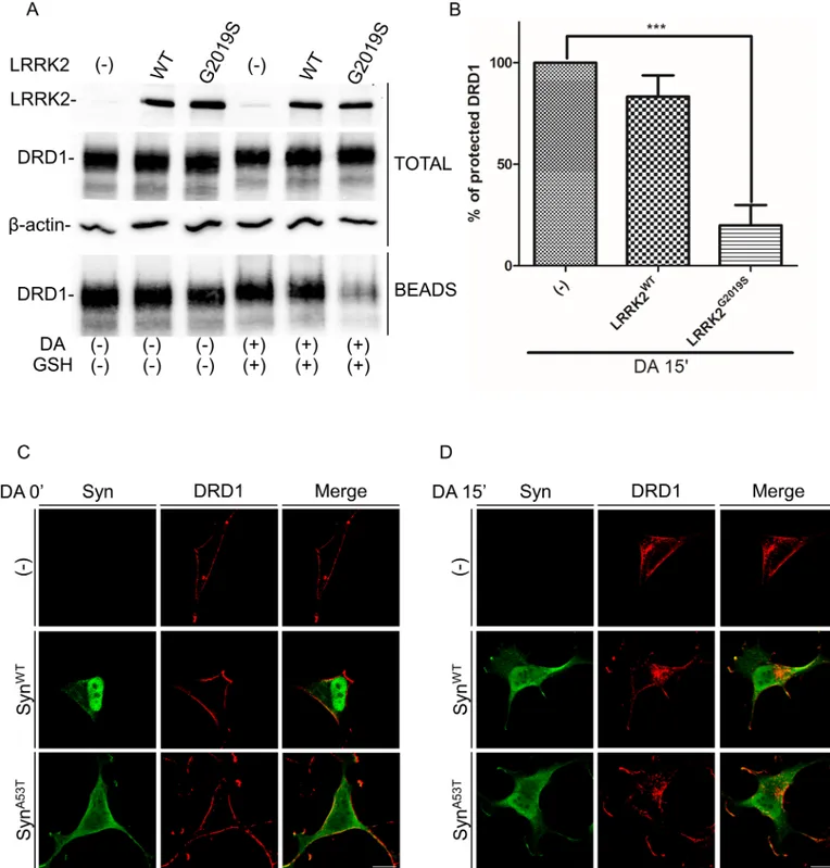 Fig 2. Evaluation of DRD1 intracellular and extracellular level by BPA upon dopamine treatment in SH-SY5Y-DRD1 cells untransduced or transduced by WT or G2019S LRRK2