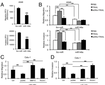 Fig. 5. Effect of miR-148a in lung tumorigenesis in vivo. (A) Clonogenic assay on A549 infected with empty vector or miR-148a lentiviruses