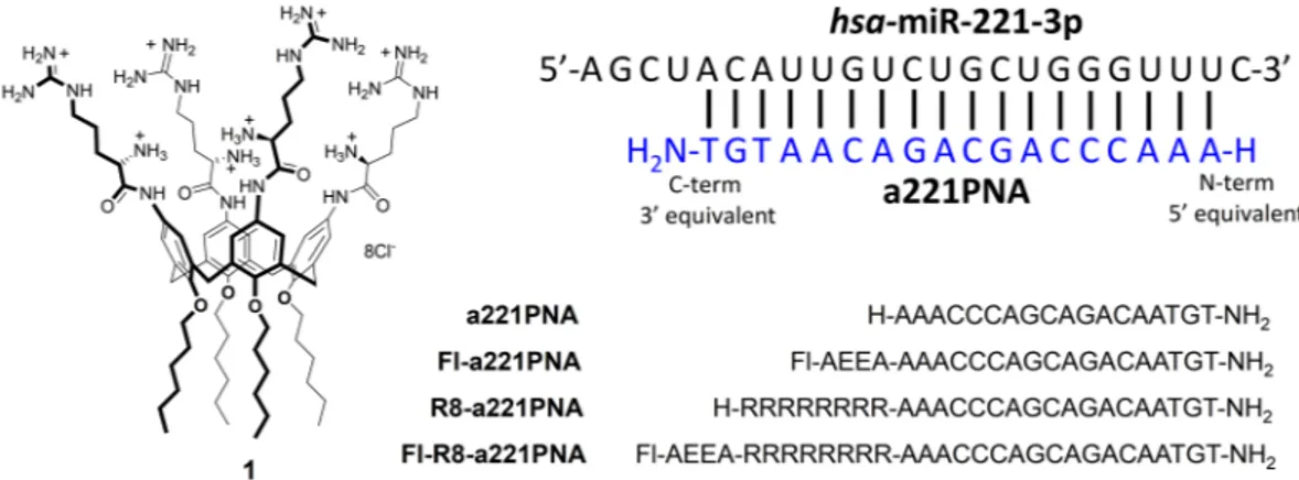 Figure 1.  Structure of calix[4]arene 1 and sequences of the PNAs used in the present study