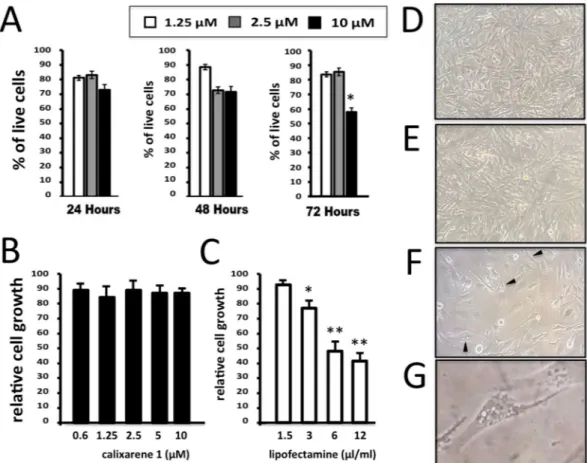 Figure 2.  Effects of calixarene 1 on viability, cell proliferation and morphology of U251 cells