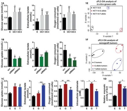 Figure 1. CCAT2 regulates cancer metabolism in vitro and in vivo