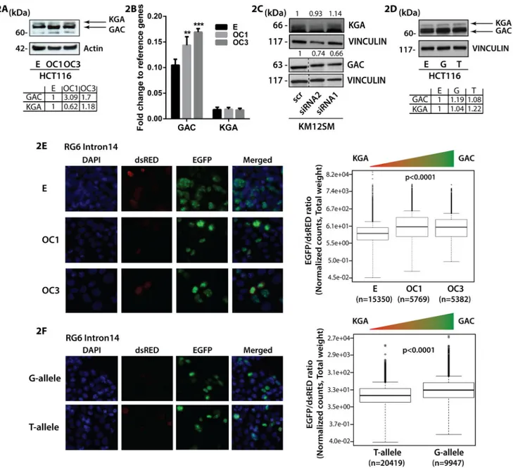 Figure 2. CCAT2 induces the preferential splicing of GAC