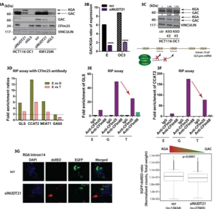 Figure 3. CFIm protein complex binds GLS pre-mRNA