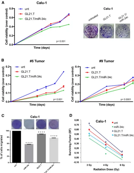 Figure 4. Role of GL21.T/miR-34c on NSCLC Cell Proliferation