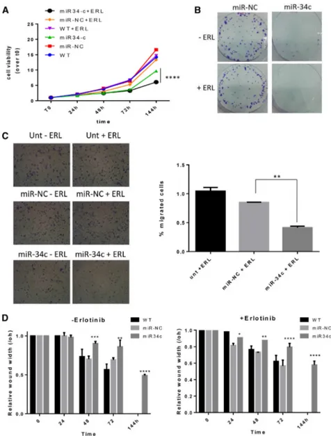 Figure 5. The Role of miR-34c on Erlotinib Resistance