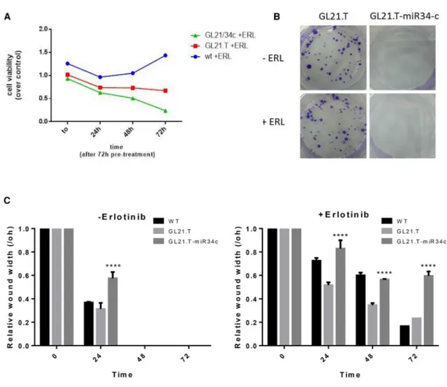 Figure 6. GL21.T/miR-34c Affects Erlotinib Resistance