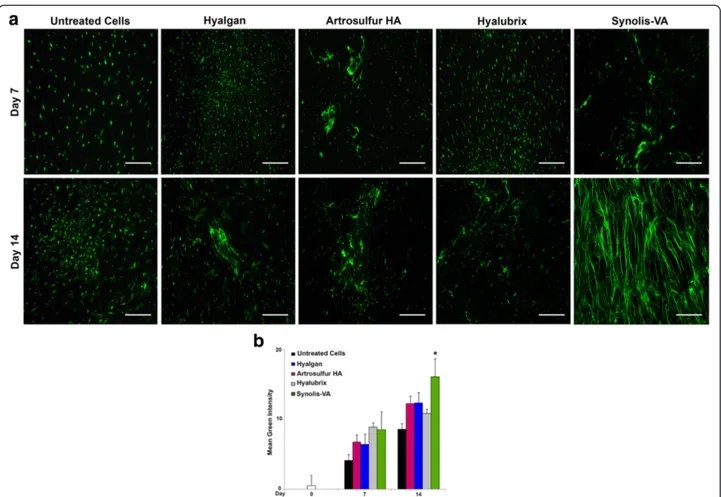 Fig. 3 Collagen type I, expression of tendon derived cells in vitro culture isolated from 9 healthy patients, and staining as described in material and methods, section Immunofluorescence Staining