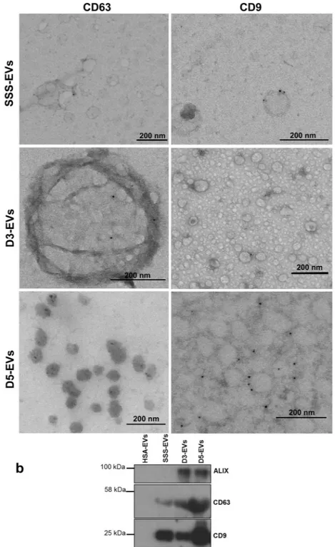 Figure 2.  Marker characterization of EVs released by day 3 and day 5 embryos. (a) EVs isolated from a 