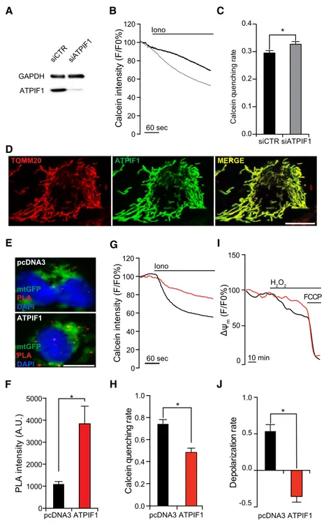 Figure 2. Stabilization of F 1 F O ATP synthase dimers by ATPIF1 inhibits MPT.