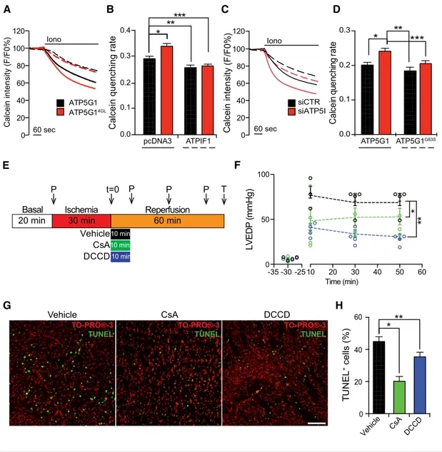 Figure 5. Critical role of C-rings in MPT in cellula and ex vivo.