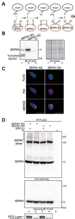 Figure 3. An SEPN1-trapping mutant engages protein-substrates in an ERO1- ERO1-dependent manner