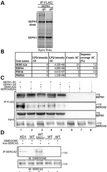 Figure 4. An SEPN1-trapping mutant forms a stable complex with SERCA2 in mammalian cells