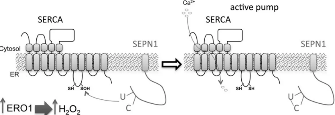 Figure 8. SEPN1 function: a working model. Within the ER, a burst of ERO1 activity (such as that occurring when UPR is elicited) increases the local concentration of