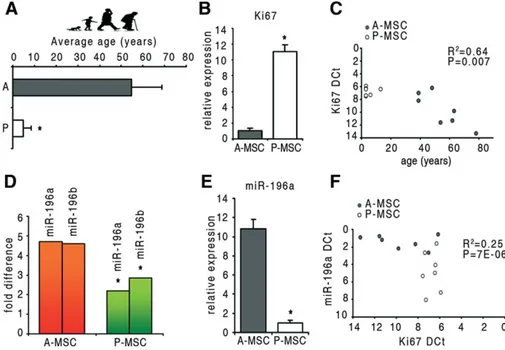 Figure 1. Ki-67 expression is age repressed in human MSC and negatively correlates with miR-196 levels
