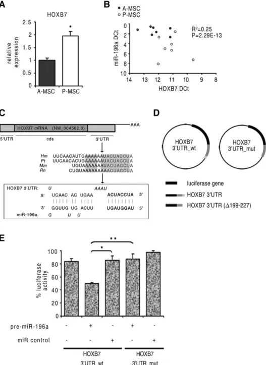 Figure 2. HOXB7 is a direct target of miR-196a in MSC. (A): HOXB7 mRNA expression in A-MSC (n 5 7) and P-MSC (n 5 7); *, p 5 .04