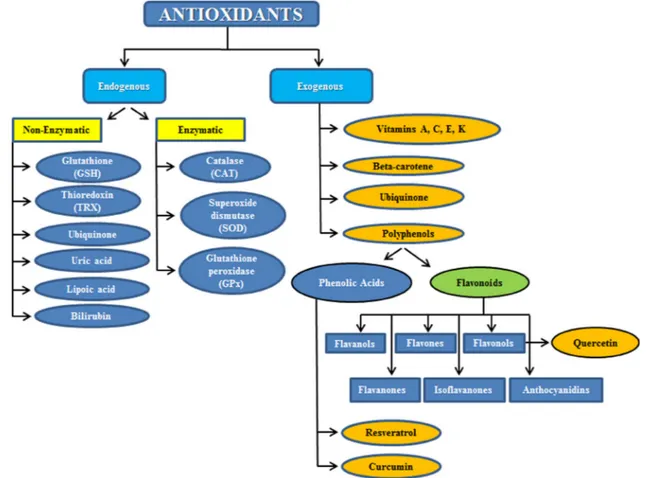 Figure 1: Subdivision between endogenous and exogenous antioxidants.