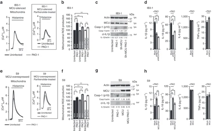 Figure 9 | The amplitude of P. aeruginosa-dependent inﬂammasome activation is affected by MCU