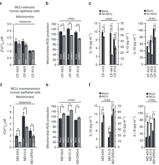 Figure 10 | Effects of MCU expression on P. aeruginosa-induced inﬂammatory response in patient-derived primary culture cells