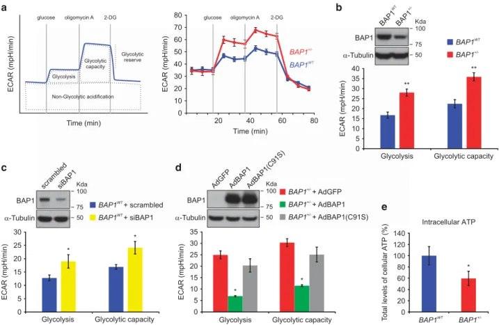 Figure 5 BAP1 +/ − fibroblasts have increased glycolytic activity and decreased intracellular ATP