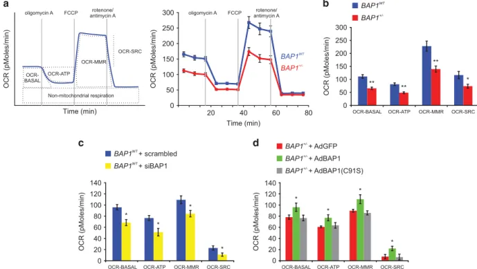 Figure S4a) showed the normal three-dimensional intercon- intercon-nected tubular network characteristic of these organelles and no differences in mitochondrial number (Supplementary Figure S4b) or volume (Supplementary Figures S4c and d) between BAP1 WT a