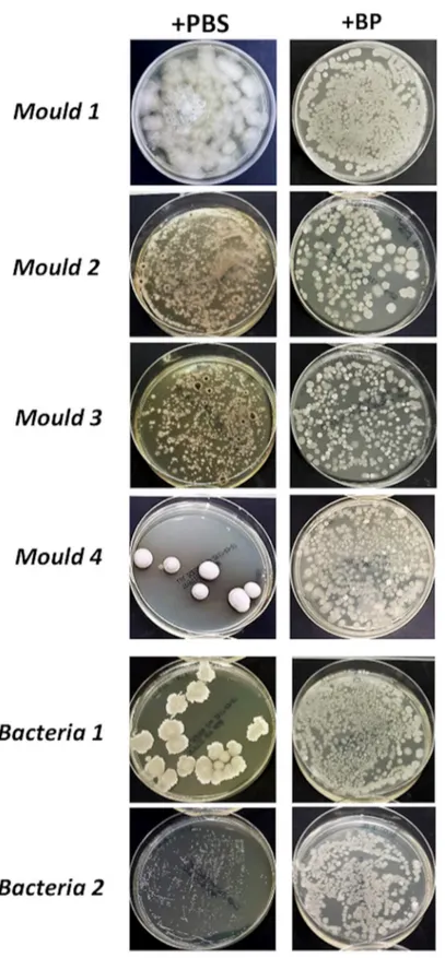 Fig 8. Effectiveness of a probiotic compound at inhibiting the growth of microorganisms contaminating the painting