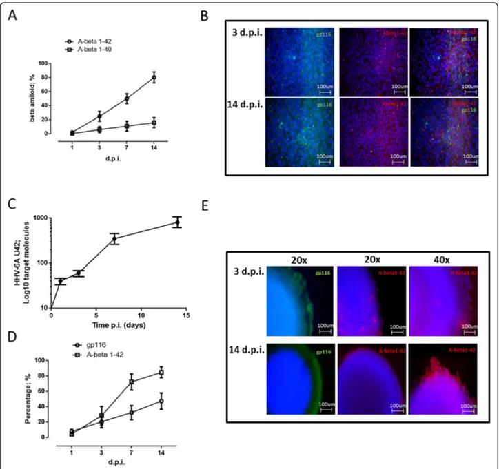 Fig. 2 Beta amyloid expression in HHV-6-infected microglial cells. a Expression of the two Abeta isoforms more associated to AD (A β1-40 and A β1-42) was evaluated in monolayer microglial cells infected at a multiplicity of infection of 100 genome equivale