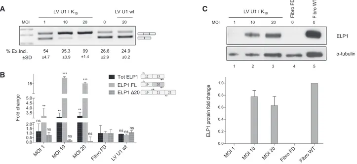 Figure 4. Lentiviral delivery of ExSpeU1 rescues ELP1 splicing and protein expression in FD patient fibroblasts