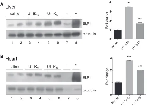 Figure 6. ExSpeU1s Ik10 and Ik15 increase ELP1 protein levels in liver and heart of FD mice