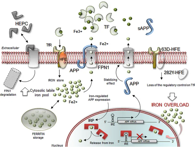 Fig 1. Schematic model linking HFE, HAMP and TF to FPN1-APP complex in detoxifying action for balanced iron homeostasis