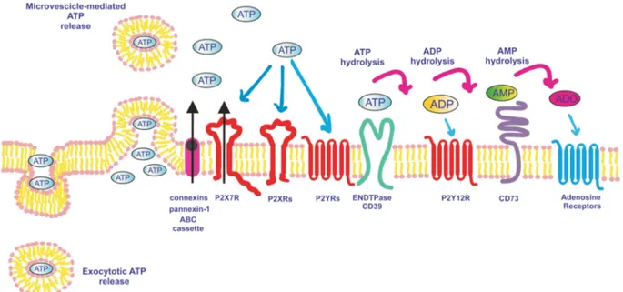 Figure 2. ATP release pathways, receptors and degrading enzymes involved in purinergic signaling