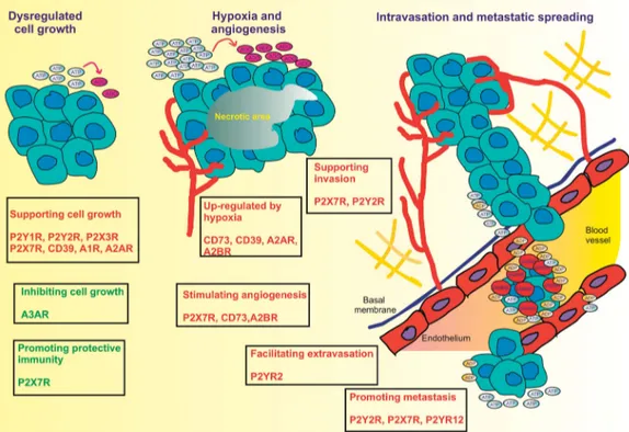 Figure 3. Purinergic signaling modulates multiple steps in tumor progression. Extracellular nucleotides and nucleosides participate in all the main phases of tumor progression with opposite effects (red, supporting tumor growth; green, opposing tumor growt