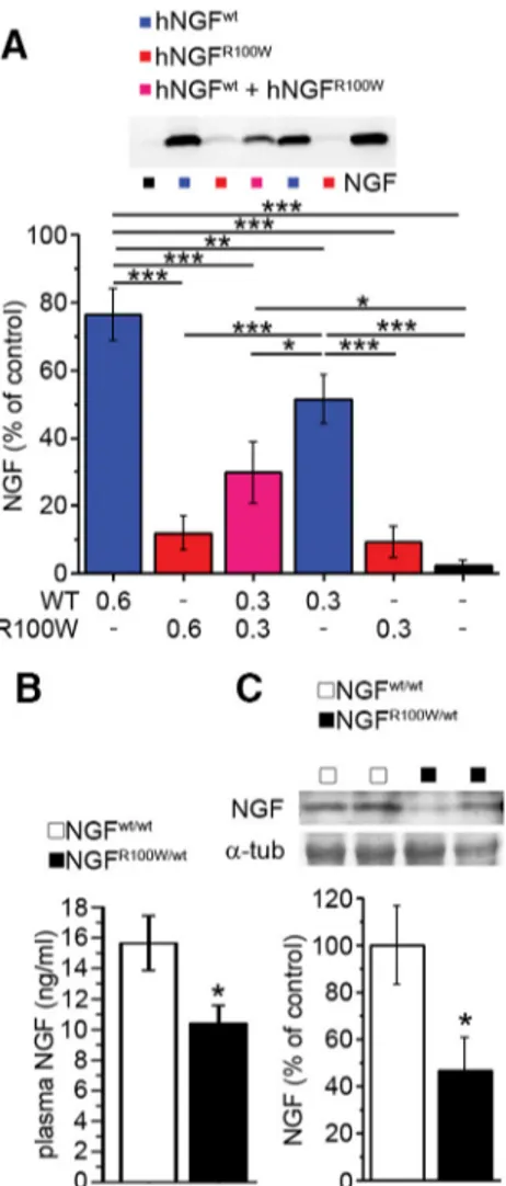 Figure 6. Impaired secretion and reduced NGF levels in the NGF R100W condition. A, Impaired secretion of human NGF R100W in HEK293 cells transfected with the corresponding plasmid
