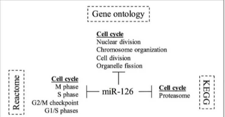 FIGURE 4 | Diagram of Gene ontology and pathways study for miR-126 in breast cancer. The diagram summarizes the involvement of miR-126 in the biological processes and pathways