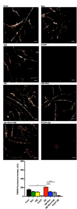 Figure 6. Aβ drives a reduced mitochondrial hyperpolarization in P2X7R-deleted primary microglia
