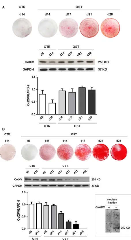 Fig. 3 ColXV expression during osteogenic induction of hMSCs from Min group. The expression of ColXV was monitored at protein level during osteogenic induction (OST) at different time-points until day 28 of culture and compared to the  corre-sponding matri
