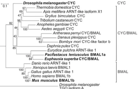 Figure 2.  Phylogenetic relationships of the CYCLE/BMAL protein family. The D. melanogaster’s bHLH-PAS 