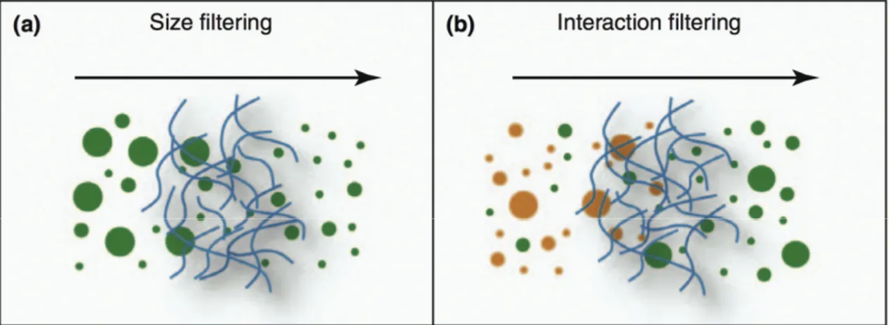 Figure 5. Major mechanisms hindering particles from diffusing through mucus: (a) Size filtering, by  which only particles smaller than the mesh pores of the mucin fiber network can cross, whereas larger  objects are blocked; (b) Interaction filtering, when