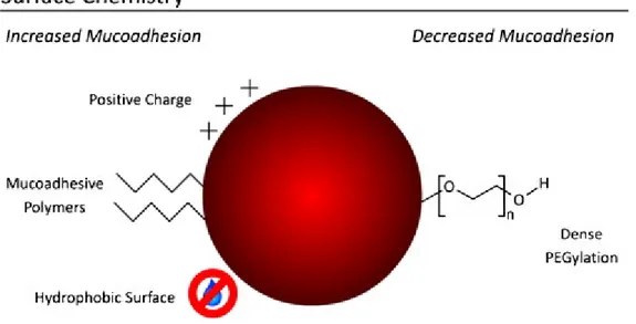 Figure 3. Surface chemistry of nanoparticles having an influence on mucoadhesion (modified with  permission from [84])