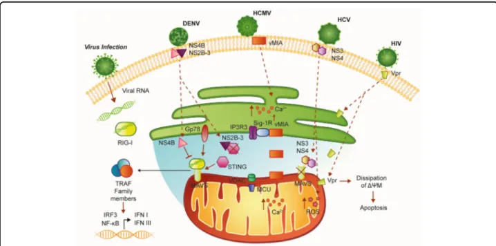 Fig. 2 Schematic representation of MAMs in the antiviral response. MAVS is located on the outer mitochondrial membrane (OMM) and mediates antiviral signaling by inducing the recruitment of several members of the TRAF family