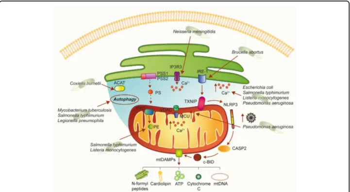 Fig. 3 A hypothetical model of how bacterial pathogens could affect MAM-mediated cellular processes