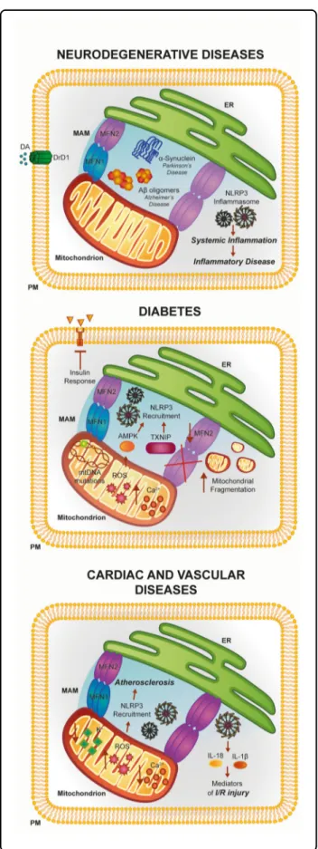 Fig. 4 Involvement of the ER –mitochondria interface in the pathogenesis of neuronal disorders, diabetes, and cardiac and vascular diseases