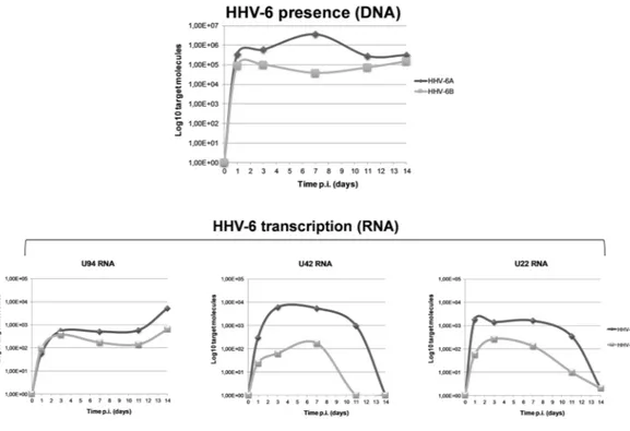 Figure 1.  HHV-6 infection in HUVECs. Virus DNA presence and RNA transcription were evaluated in 
