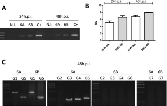 Figure 2.  HHV-6 effect on HLA-G mRNA expression. (A) HUVECs infected with HHV-6A and HHV-6B 