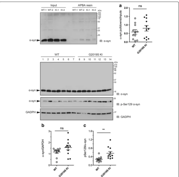 Fig. 7 DOPAL-modified α-synuclein (α-syn) levels are unchanged whereas Ser129-phosphorylated α-synuclein (pSer129 α-syn) levels are elevated in G2019K knock-in (KI) mice