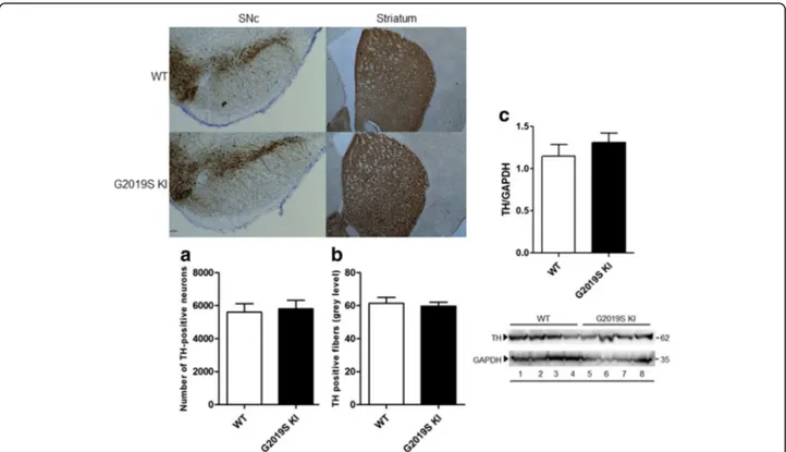 Fig. 2 The integrity of nigro-striatal dopaminergic neurons is preserved in G2019S knock-in (KI) mice