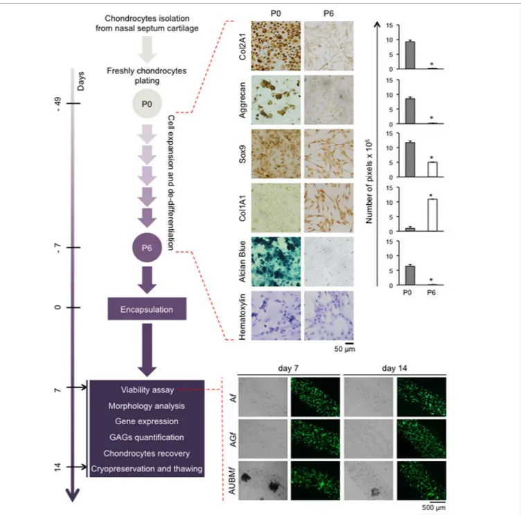 FigUre 3 | Schematic representation of the experimental approach. Human chondrocytes were isolated from nasal septum biopsy, expanded, and dedifferentiated 