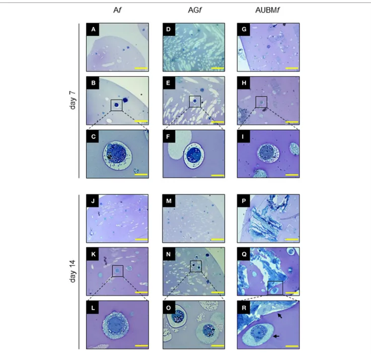FigUre 4 | Properties of the embedded cells: presence of secretory vesicles and metachromatic areas in the extracellular matrix (ECM)