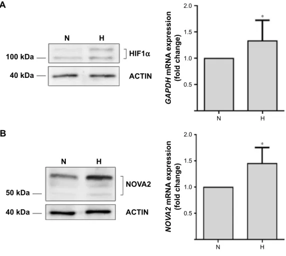 Figure 4 hypoxia upregulates nOVa2 expression in vitro in ecs.