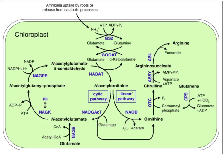 FIGURE 1 | Arginine biosynthesis in plastids and its connection to ammonium assimilation by the GS2/GOGAT-system; GS2: Glutamine synthetase 2; GOGAT: Glutamate synthase; NAGS: N-acetylglutamate synthase; NAGK: N-acetylglutamate kinase; NAGPR: N-acetylgluta
